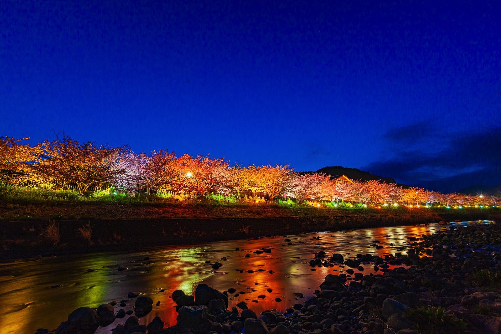 夜桜ライトアップ送迎プラン